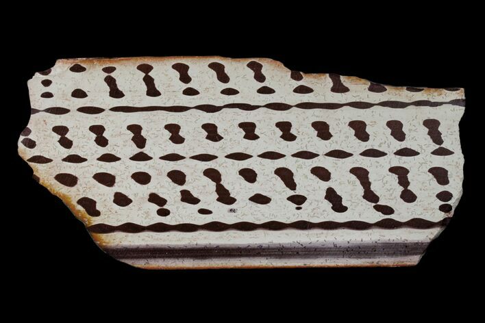 Polished Slab Of Zebra Stone (Ediacaran Microbialite?) #174062
